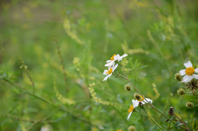 Close-up of butterfly pollinating on flower