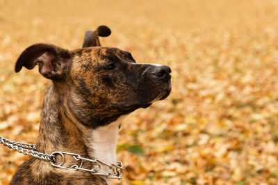 Close-up of a dog looking away