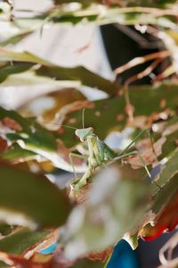 Close-up of insect on leaves