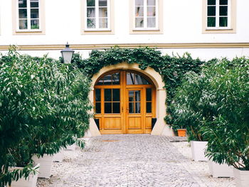 Ivy growing on building