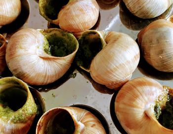 High angle view of shells on table