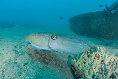 Fish swimming in sea