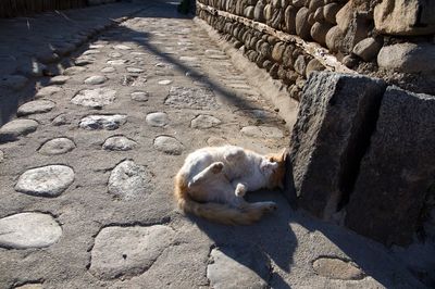 Cat sleeping outdoors