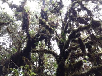 Low angle view of trees in forest