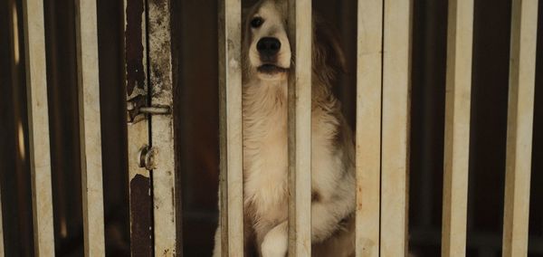 Close-up of a dog