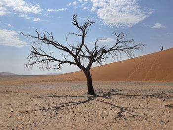 Bare tree on desert against sky during sunset