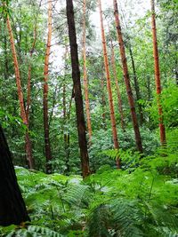 View of trees in forest