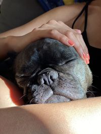 Close-up of hand holding dog