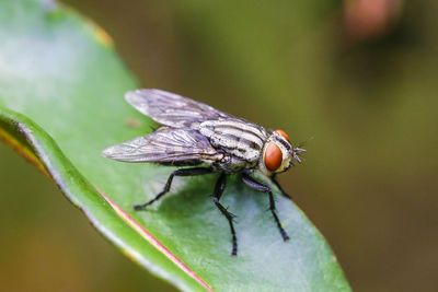 Close-up of fly on leaf