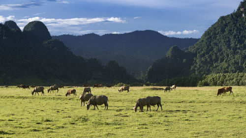 Horses grazing in a field