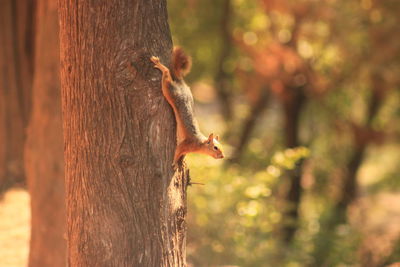 Squirrel on tree trunk