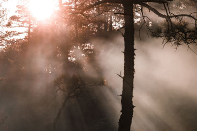 Silhouette trees in forest against sky