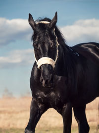 Black horse standing against sky