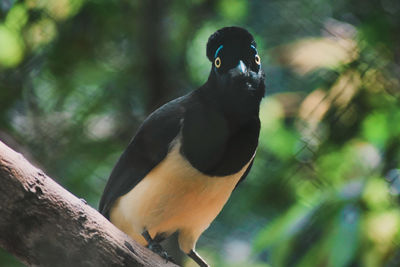 Close-up of bird perching on a tree