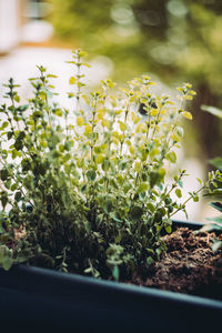 Close-up of potted plant