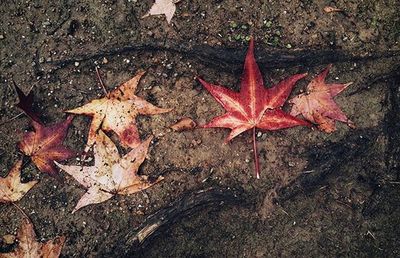 Close-up of maple leaves