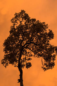 Low angle view of silhouette tree against orange sky