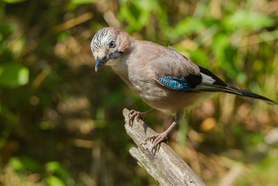 Jay in a clearing in lower saxony