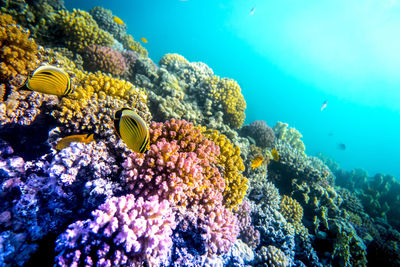 Close-up of fish swimming in sea