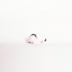 Close-up of white flower over white background