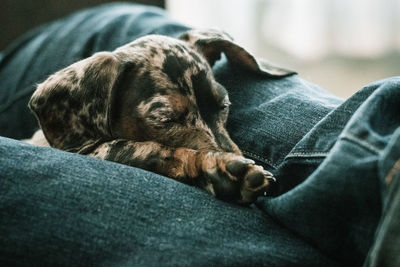 Close-up of a dog sleeping