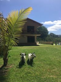 Sheep on tree by house against sky