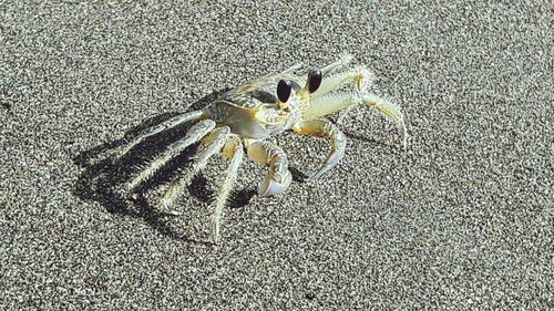 Close-up of snake on sand