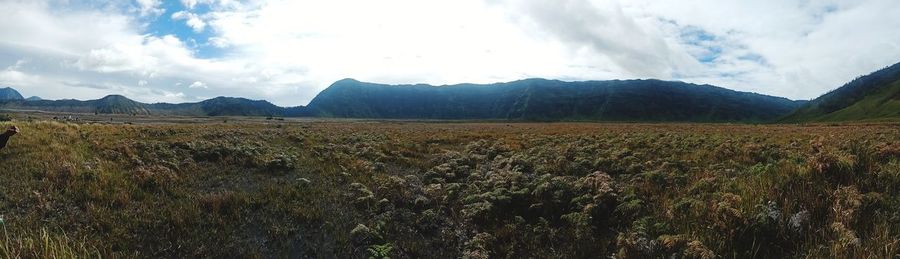 Scenic view of field against sky