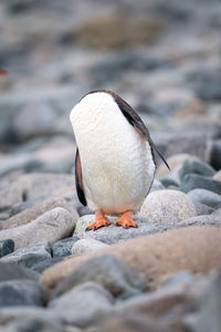 Gentoo penguin