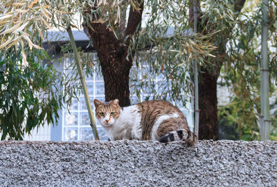 Portrait of cat against trees