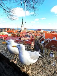 High angle view of birds in city