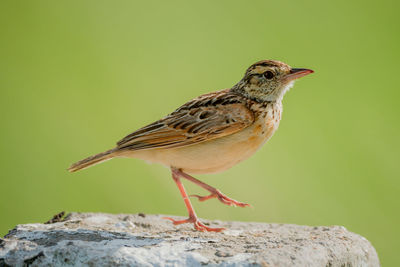 Rufous-naped lark lifts foot on white post