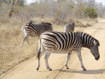 Zebras standing outdoors