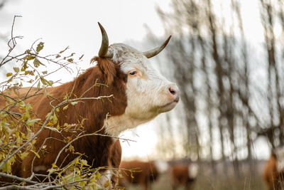 Cow in a farm