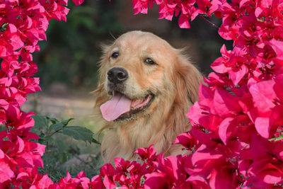 Close-up of dog with pink flowers