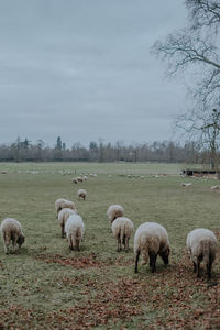 Sheep in a field