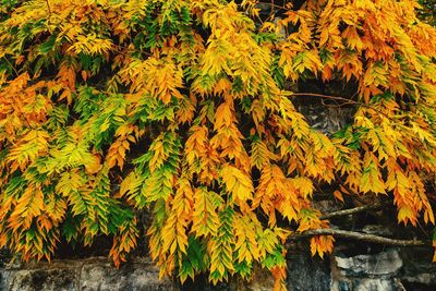 Close-up of yellow maple leaf on tree during autumn