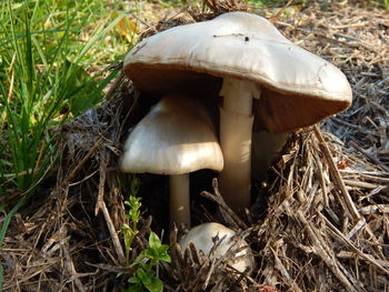 Close-up of mushroom growing on field