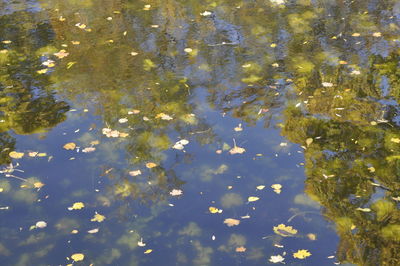 Reflection of trees in lake