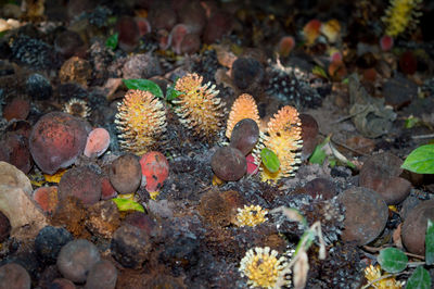 High angle view of flowering plants growing on land