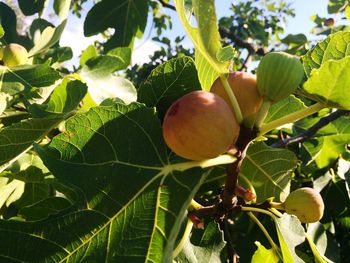 Close-up of fruits on tree