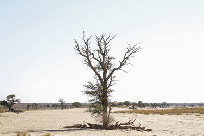 Bare tree on field against clear sky