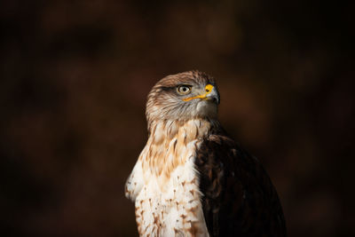 Close-up portrait of eagle against blurred background