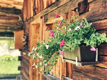 Potted plants against wall