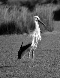 Stork looking away standing on field