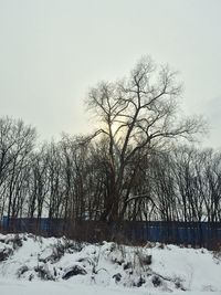 Bare trees against sky during winter