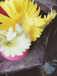 Close-up of yellow rose flower