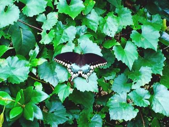 Close-up of butterfly on plant