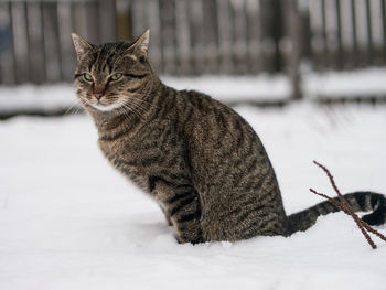 Cat looking away on snow field