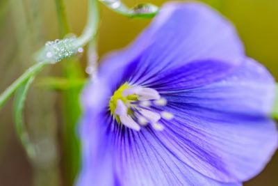 Close-up of passion flower